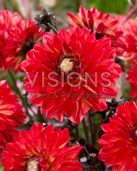 Dahlia Jacobina Dahlia Jacobina
