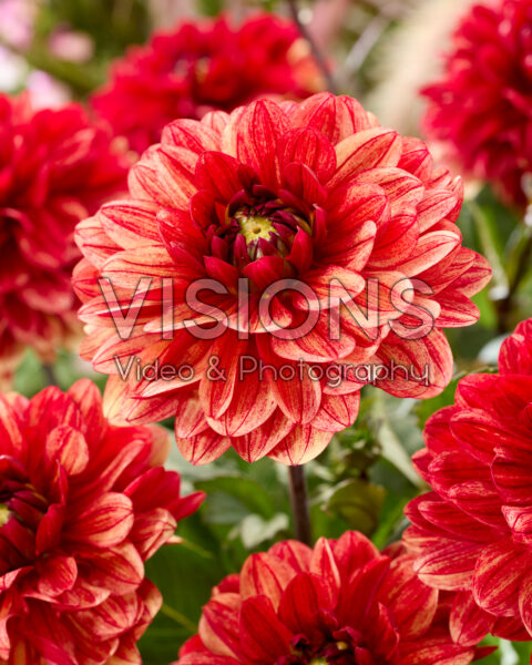 Dahlia Sofias Pyjamas Dahlia Sofias Pyjamas