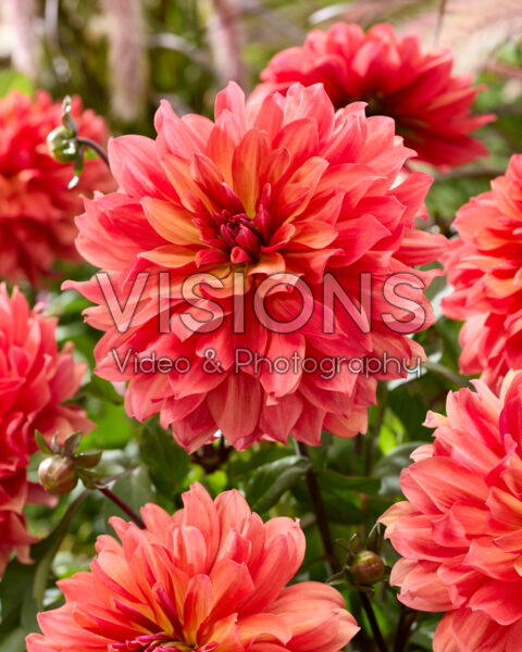 Dahlia Hug Me