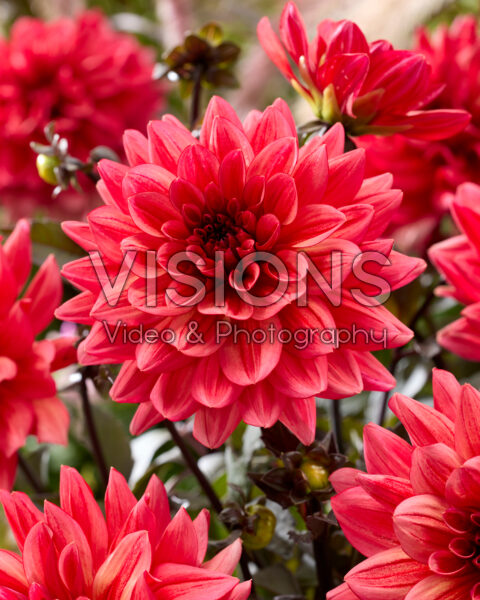 Dahlia Sketched Magenta Idylle
