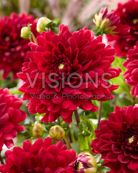 Dahlia Red Runner Dahlia Red Runner