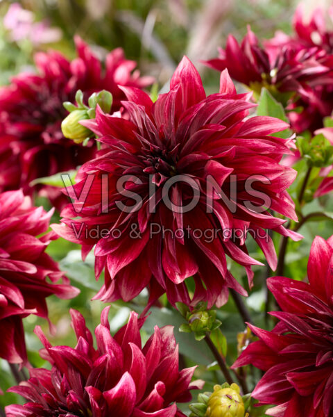 Dahlia Cherry Cream Idylle