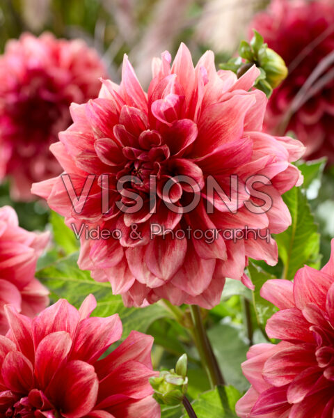 Dahlia Dusty Orange