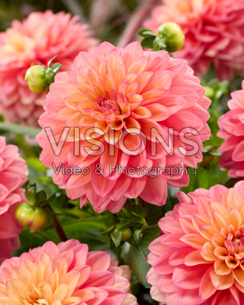 Dahlia Hello You