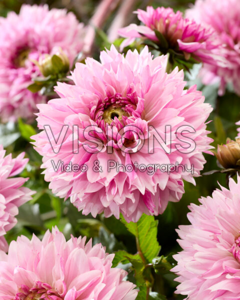 Dahlia Soft Lavender Idylle