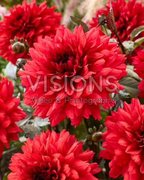 Dahlia Ruby Harts Dahlia Ruby Harts