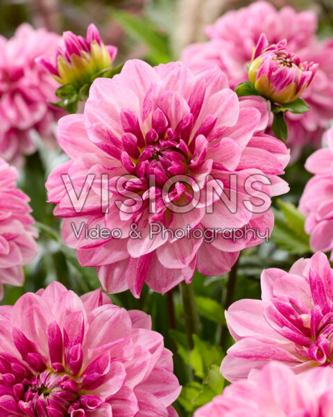 Dahlia Crayon Idylle Dahlia Crayon Idylle