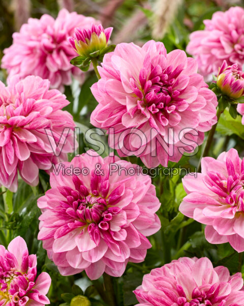 Dahlia Crayon Idylle