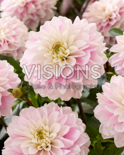 Dahlia Rose Quartz Idylle