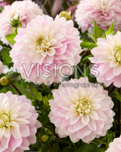 Dahlia Rose Quartz Idylle Dahlia Rose Quartz Idylle