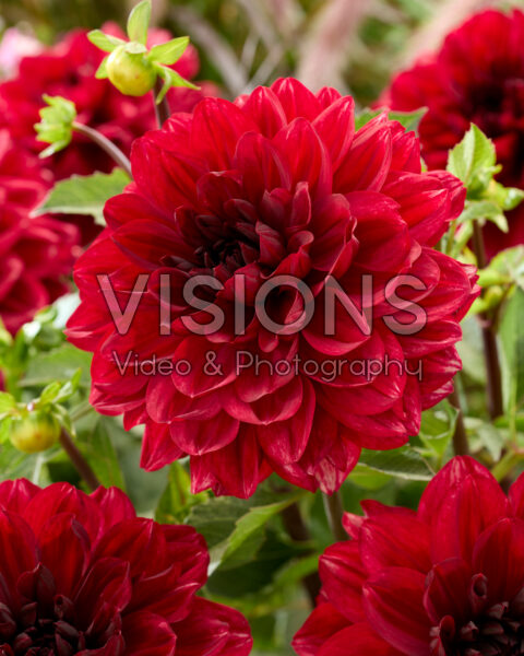 Dahlia Love Lady