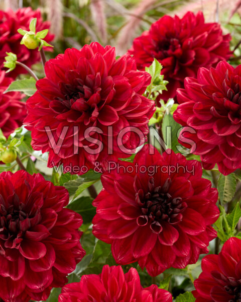 Dahlia Love Lady