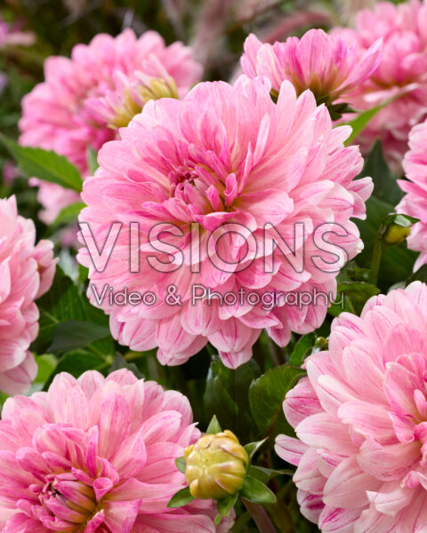 Dahlia Soft Pink Idylle Dahlia Soft Pink Idylle