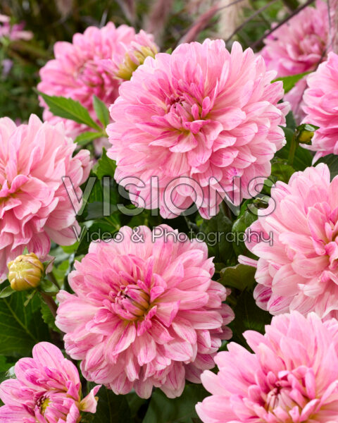 Dahlia Soft Pink Idylle