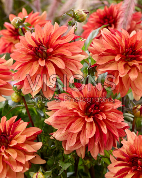 Dahlia Honeypot