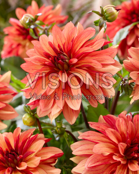 Dahlia Honeypot