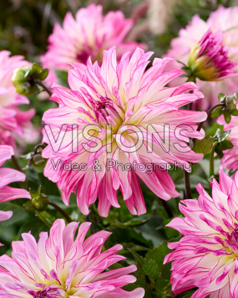 Dahlia Pink Umbrella
