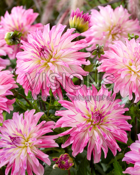 Dahlia Pink Umbrella