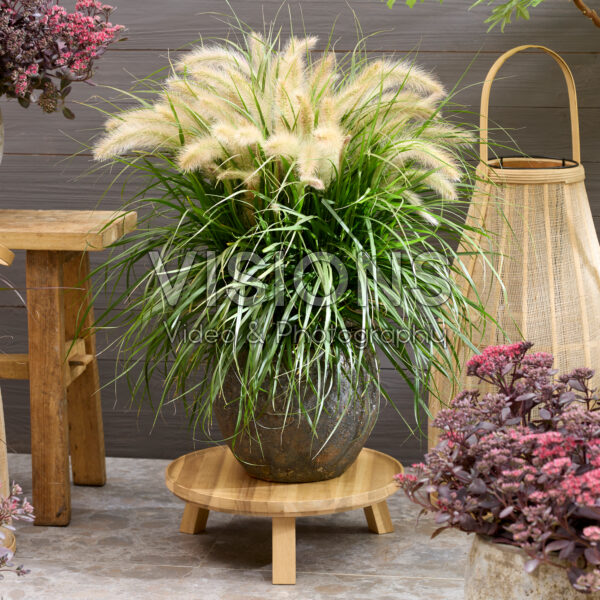 Pennisetum advena Tiny Tails white plumes Pennisetum advena Tiny Tails white plumes