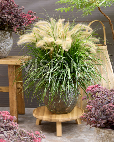 Pennisetum advena Tiny Tails witte pluimen Pennisetum advena Tiny Tails witte pluimen