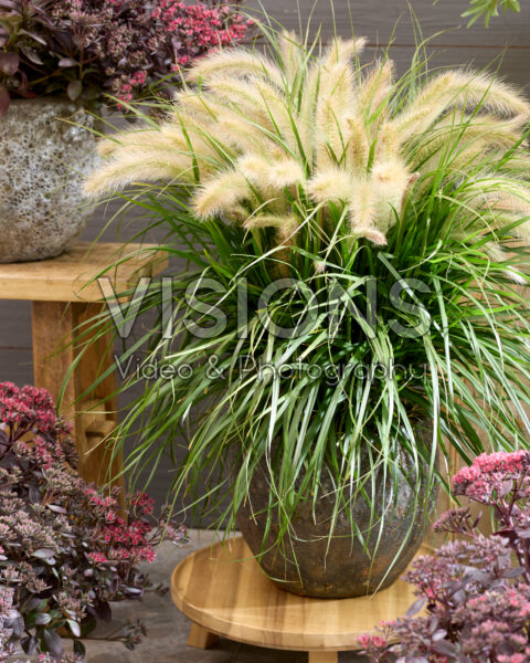 Pennisetum advena Tiny Tails witte pluimen