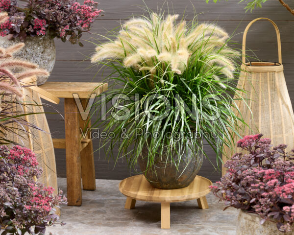 Pennisetum advena Tiny Tails white plumes