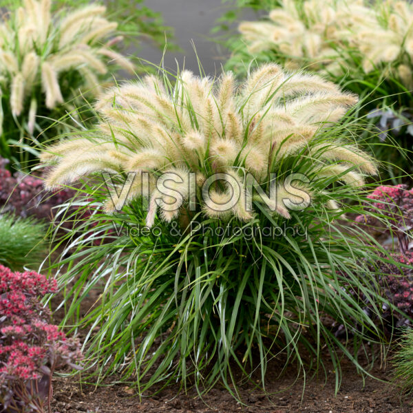 Pennisetum advena Tiny Tails white plumes Pennisetum advena Tiny Tails white plumes