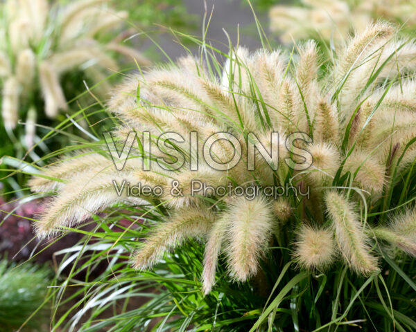 Pennisetum advena Tiny Tails white plumes