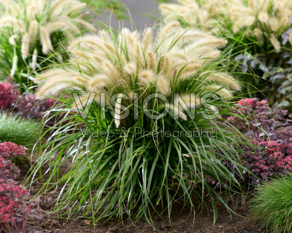 Pennisetum advena Tiny Tails witte pluimen