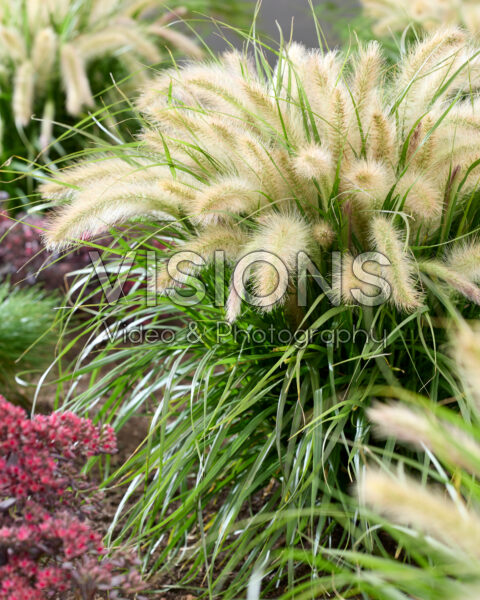 Pennisetum advena Tiny Tails white plumes Pennisetum advena Tiny Tails white plumes