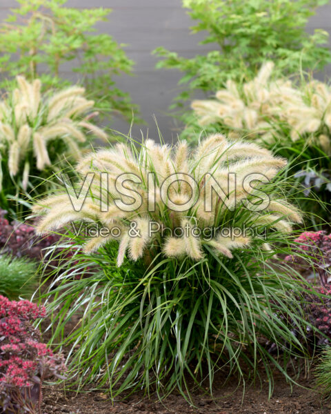 Pennisetum advena Tiny Tails white plumes