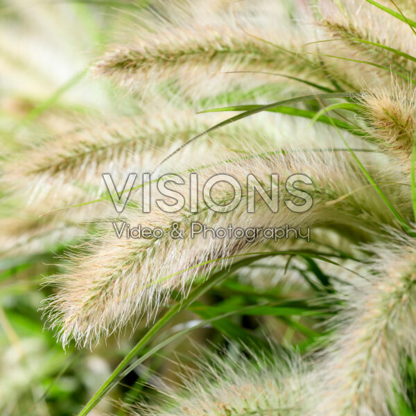 Pennisetum advena Tiny Tails white plumes