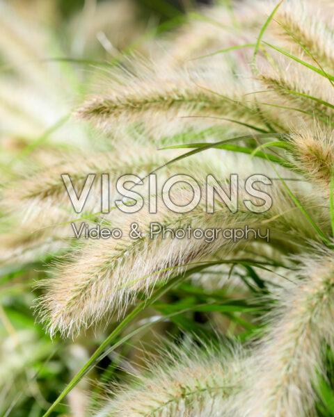 Pennisetum advena Tiny Tails witte pluimen Pennisetum advena Tiny Tails witte pluimen