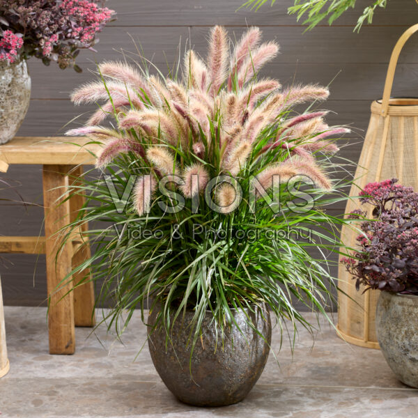 Pennisetum advena Tiny Tails pink plumes