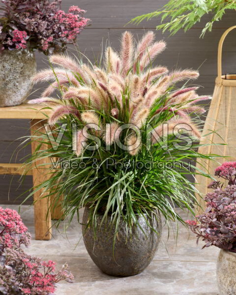 Pennisetum advena Tiny Tails roze pluimen