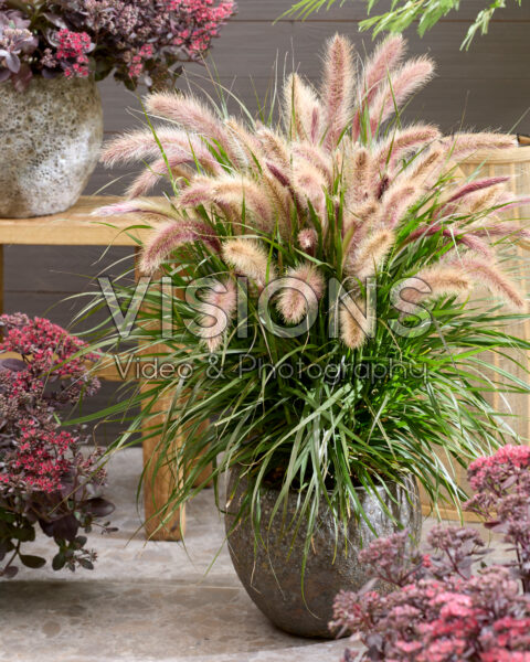 Pennisetum advena Tiny Tails pink plumes