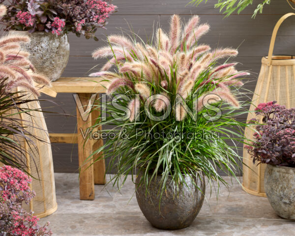 Pennisetum advena Tiny Tails roze pluimen