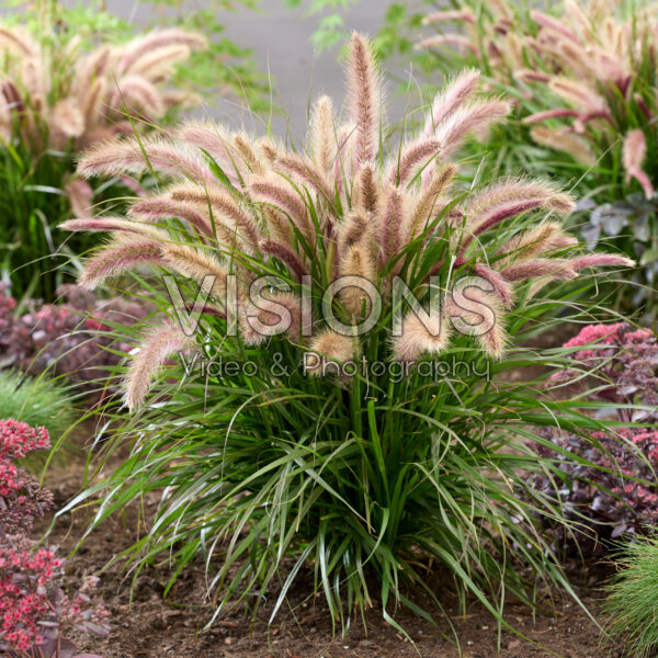 Pennisetum advena Tiny Tails roze pluimen Pennisetum advena Tiny Tails roze pluimen
