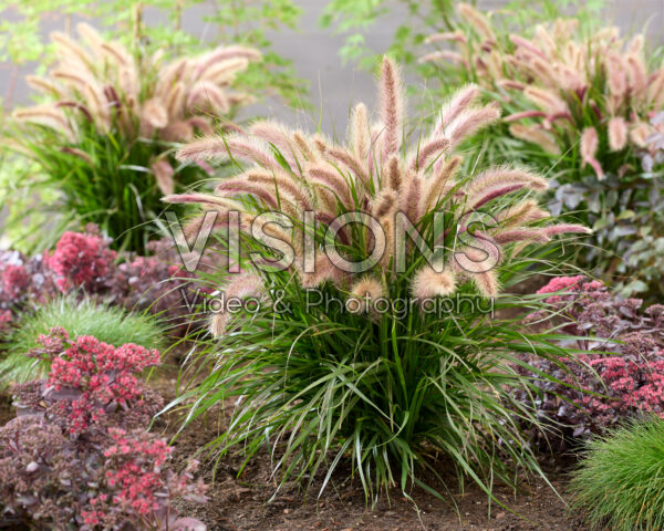 Pennisetum advena Tiny Tails roze pluimen Pennisetum advena Tiny Tails roze pluimen