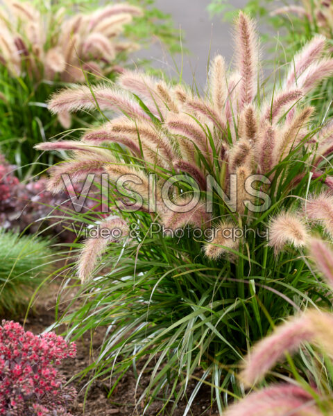 Pennisetum advena Tiny Tails roze pluimen