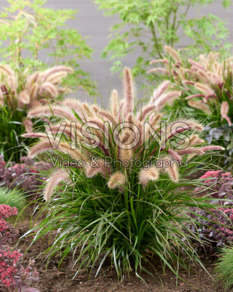 Pennisetum advena Tiny Tails roze pluimen Pennisetum advena Tiny Tails roze pluimen