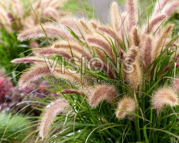 Pennisetum advena Tiny Tails roze pluimen Pennisetum advena Tiny Tails roze pluimen