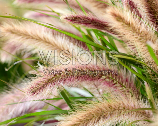 Pennisetum advena Tiny Tails roze pluimen Pennisetum advena Tiny Tails roze pluimen