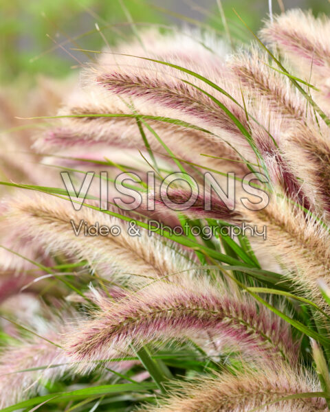 Pennisetum advena Tiny Tails roze pluimen