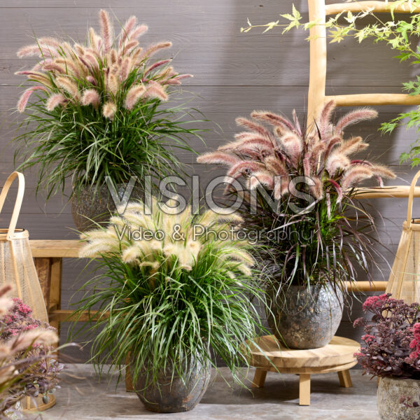 Pennisetum advena Tiny Tails collectie Pennisetum advena Tiny Tails collectie