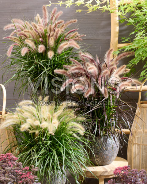 Pennisetum advena Tiny Tails collection Pennisetum advena Tiny Tails collection