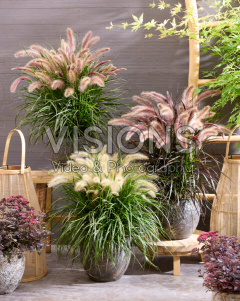 Pennisetum advena Tiny Tails collectie Pennisetum advena Tiny Tails collectie