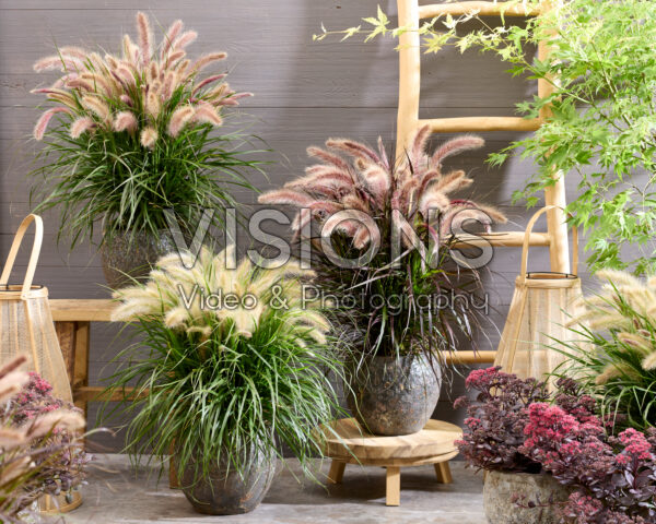 Pennisetum advena Tiny Tails collection Pennisetum advena Tiny Tails collection