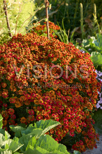 Helenium