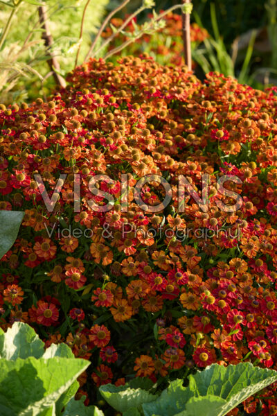 Helenium Helenium